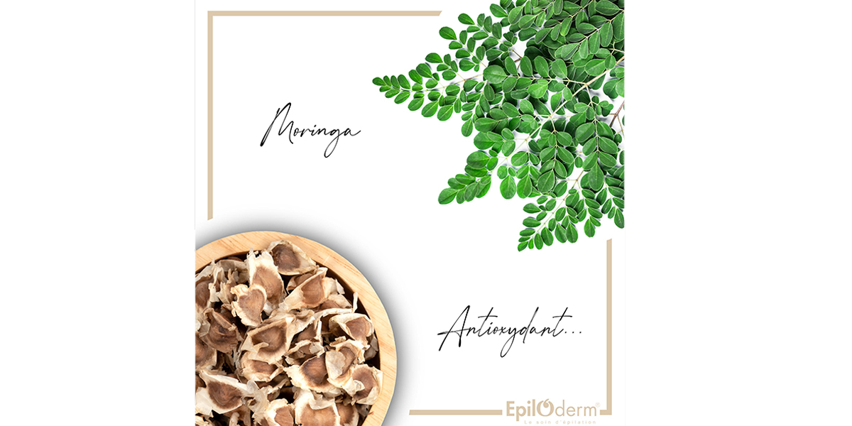 Moringa vertus